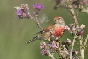 De kleine Kneu